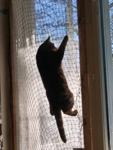 Thread image